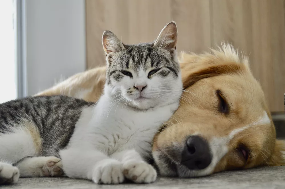 A contented tabby and white cat rests against a sleeping golden retriever, both on a light floor.